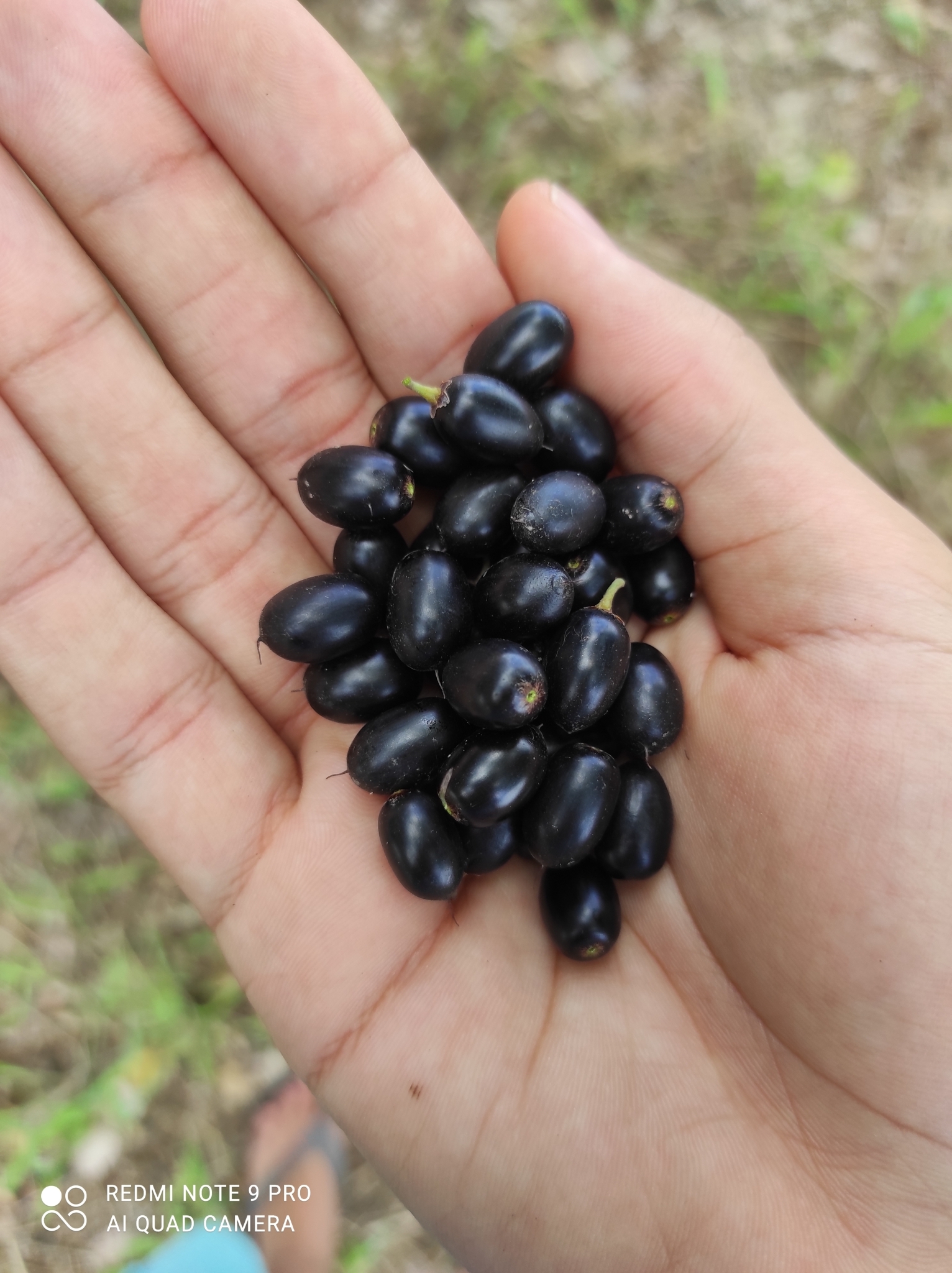 Imagem de Quixaba