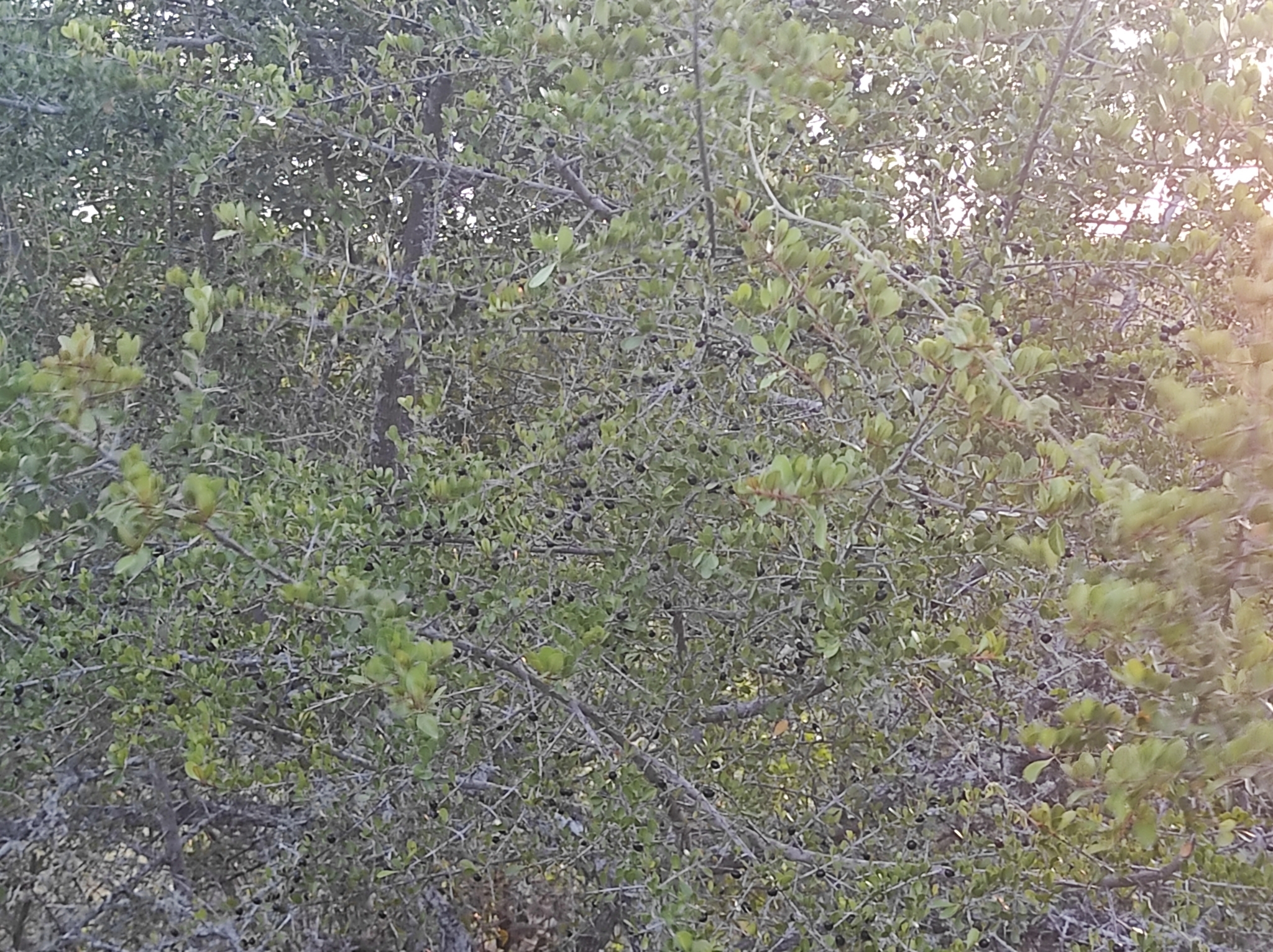 Imagem de Quixaba