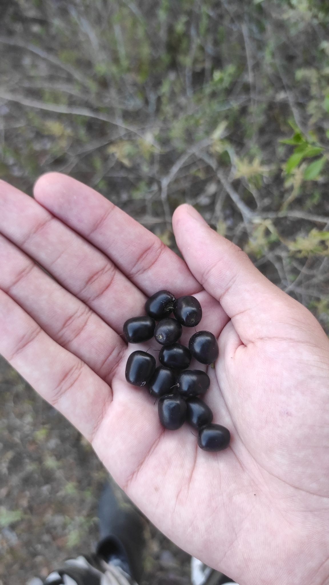 Imagem de Quixaba