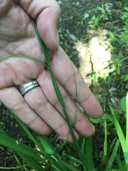 Carex shortiana