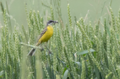 Motacilla flava cinereocapilla