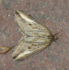 Chesias legatella