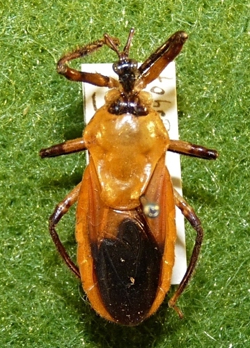 Diaspidius scapha