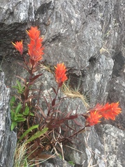 Castilleja miniata dixonii
