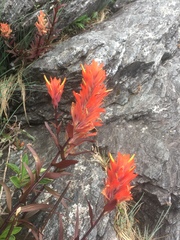 Castilleja miniata dixonii