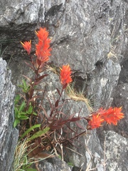Castilleja miniata dixonii