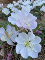 Oenothera albicaulis