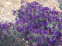 Psorothamnus arborescens