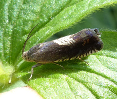 Grapholita tristrigana