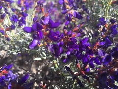 Psorothamnus arborescens