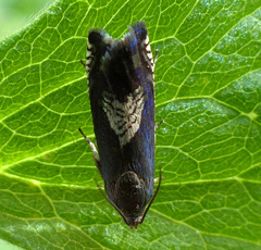 Grapholita tristrigana