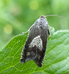 Grapholita tristrigana