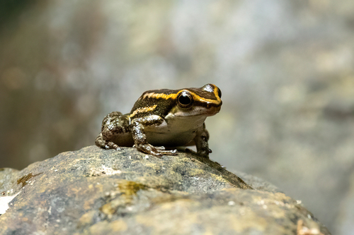 Limon rocket frog, Hyloxalus nexipus