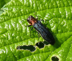 Agrilus ruficollis