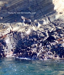 Arctocephalus galapagoensis