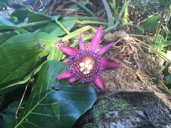 Passiflora ambigua image