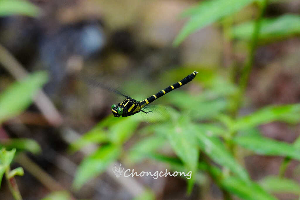 Asiagomphus monticola