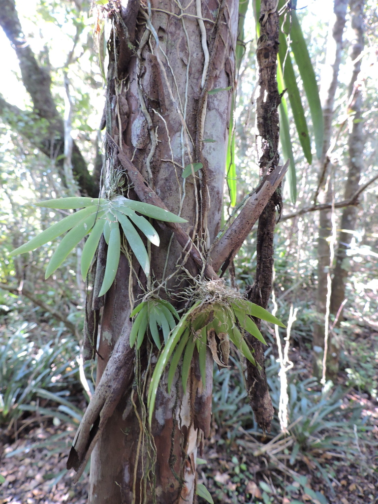 Ornithocephalus myrticola