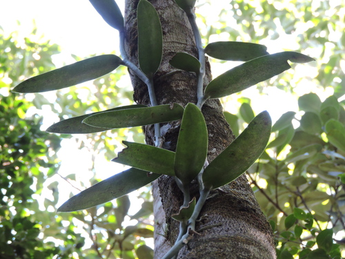 Vanilla chamissonis, photograph 2