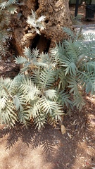 Bocconia arborea