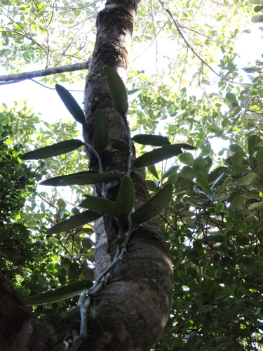 Vanilla chamissonis, photograph 3