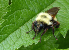 Laphria thoracica