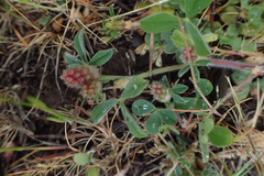 Trifolium striatum
