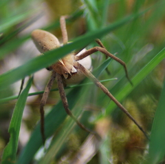 Pisaura mirabilis