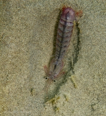 Squillidae
