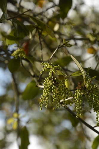 Live oak (Quercus virginiana)