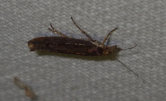 Ypsolopha ustella