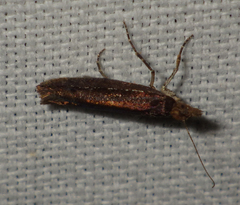 Ypsolopha ustella