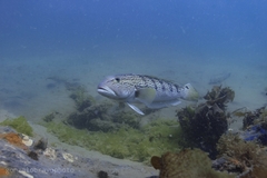 Pseudopercis semifasciata