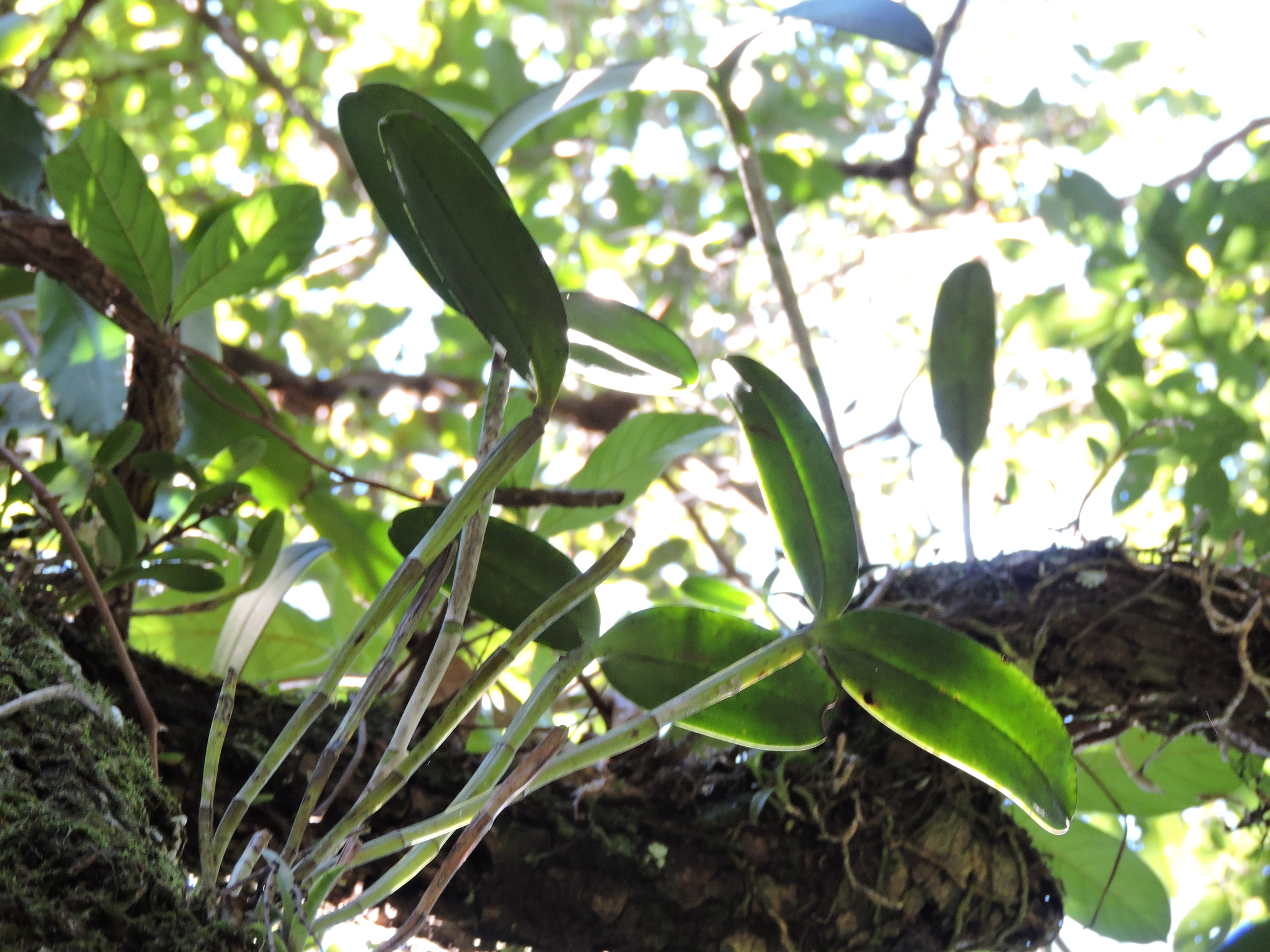 Imagem de Orquídea