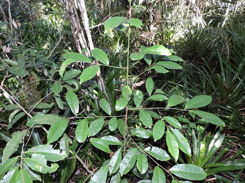 Pera glabrata (Pera glabrata)