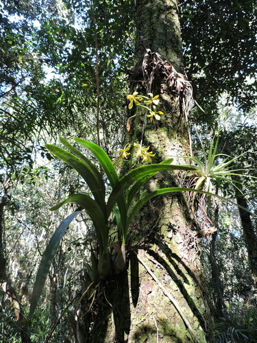 Encyclia patens, photograph 4