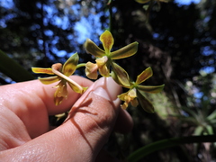 Encyclia patens, photograph (c) Fabrício Mil Homens Riella, some rights reserved (CC BY)