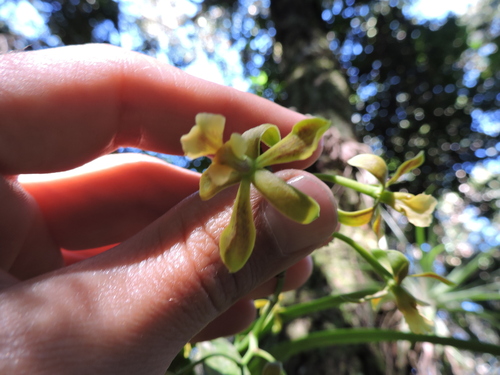 Encyclia patens, photograph 6