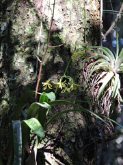 Encyclia patens, photograph (c) Fabrício Mil Homens Riella, some rights reserved (CC BY)