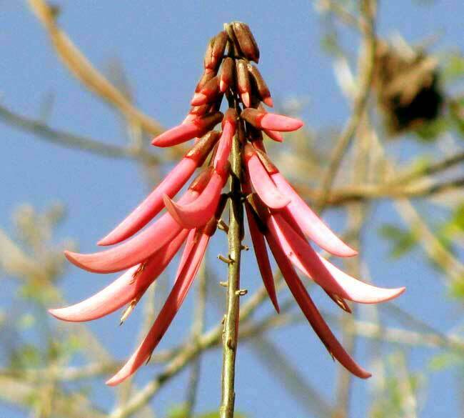 Erythrina standleyana; photograph author not stated, no rights reserved