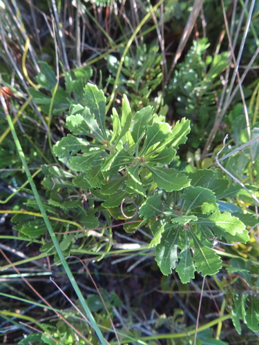 Image of Peninsula Waxberry (Morella diversifolia) by (c) linkie, some rights reserved (CC BY)