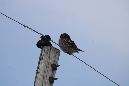 Northern Hawk Owl photographed in Maine