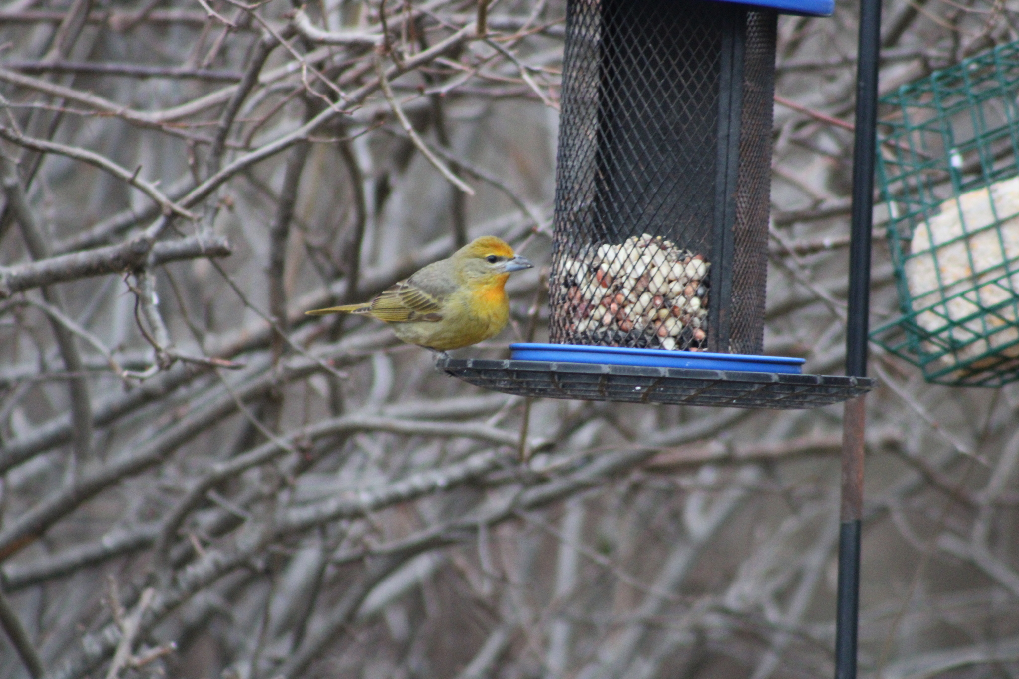 Hepatic Tanager (Piranga flava)
