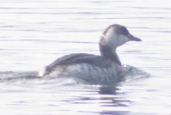 Podiceps auritus