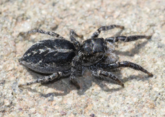 Pellenes peninsularis