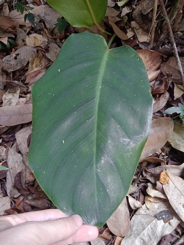 Goeppertia vaginata, photograph 4