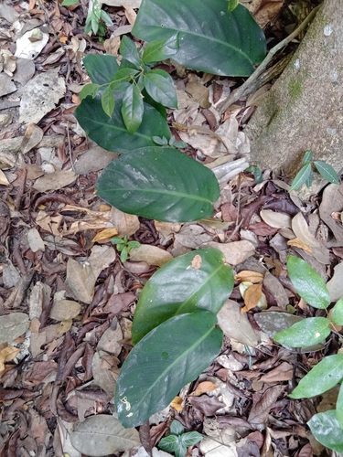 Goeppertia vaginata, photograph 5