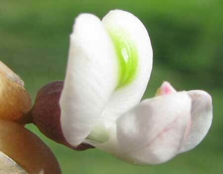 Florida fishpoison tree (Piscidia piscipula)