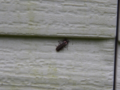 Podabrus brevicollis