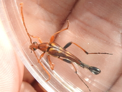 Strangalia virilis